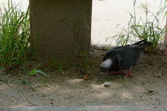 P1000695_DxO
