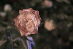 DSC00770