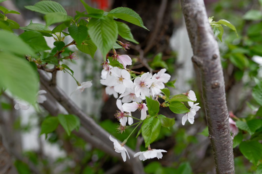 曇天の桜　テスト撮影