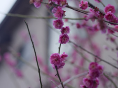 _1090242_DxO