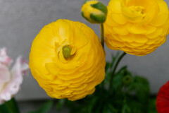 P1010992_DxO