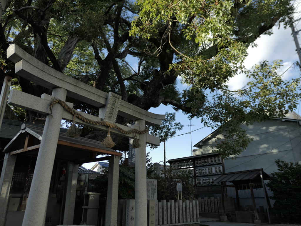 撮って出し