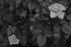 DSC02009