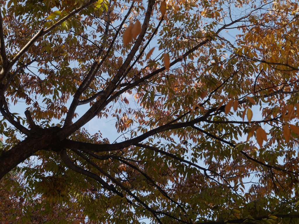 _1020732_DxO