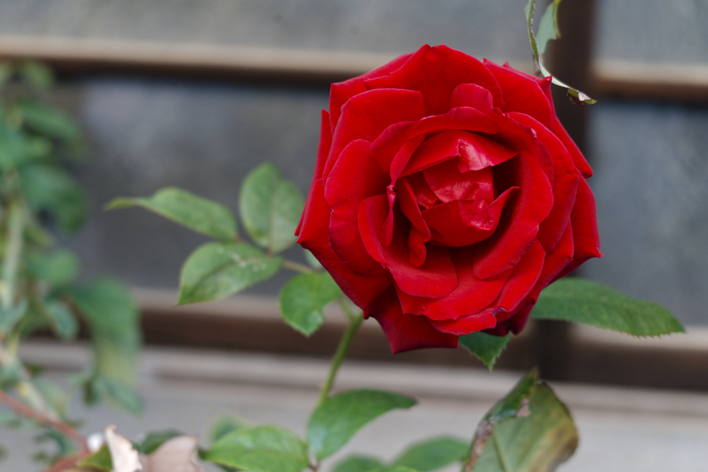 _A7C3017_DxO