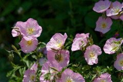 7R309186_DxO