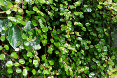 A7C09995_DxO