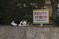 猫型カメラ