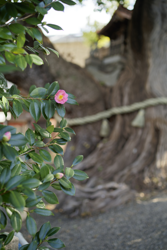 _A7C3881_DxO