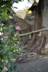 _A7C3881_DxO
