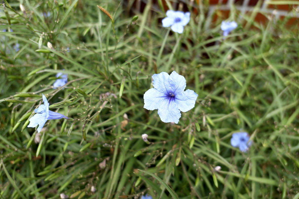 P1020031
