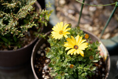 A7C09532_DxO