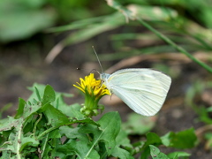 DSC01259