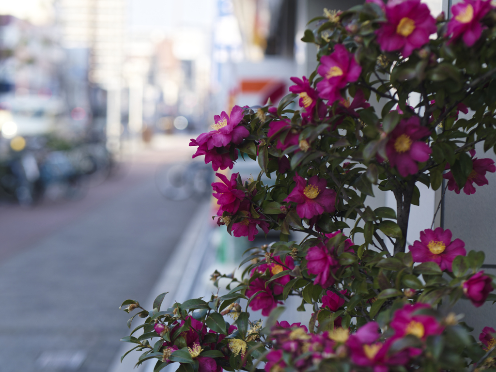 _1080835_DxO