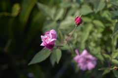 A7C09257