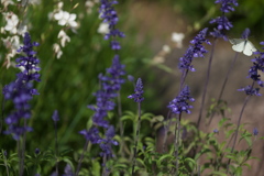 DSC00912