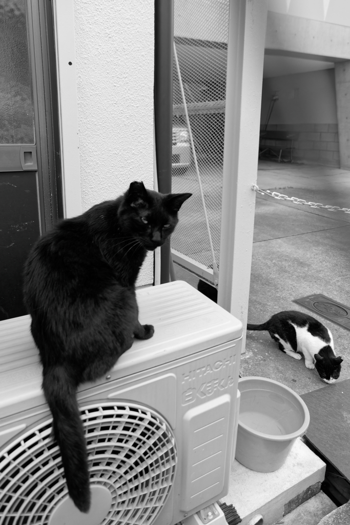猫