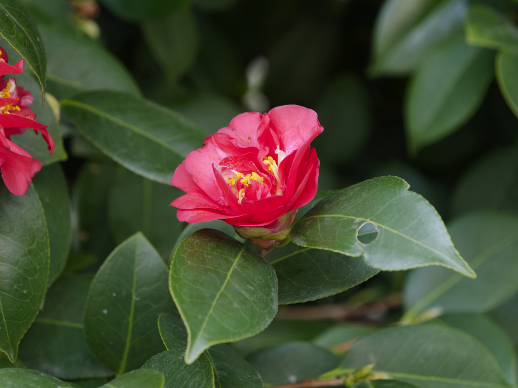 花は正義