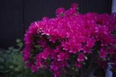 _7R32533_DxO
