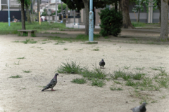 7R301054_DxO