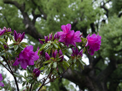 _1040398_DxO