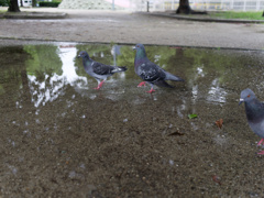 水溜まりと鳩