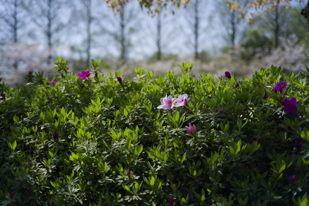 _1035910_DxO