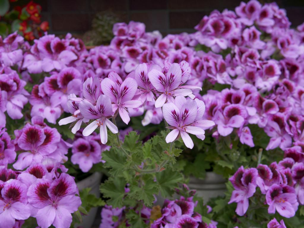 今日の花