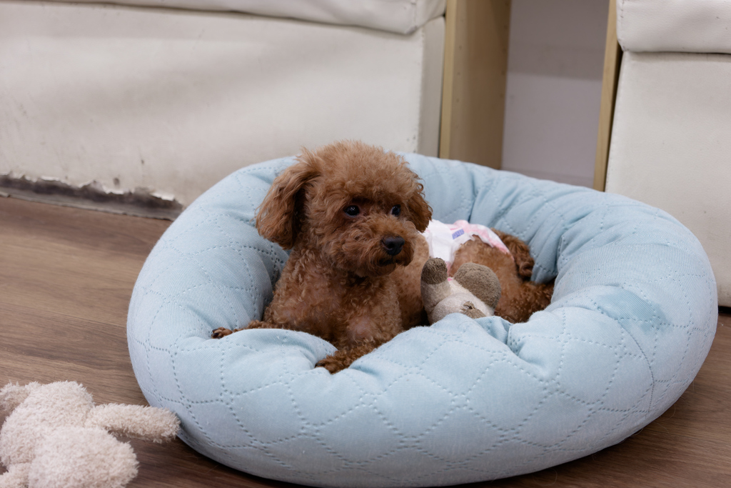 初保護犬CAFE