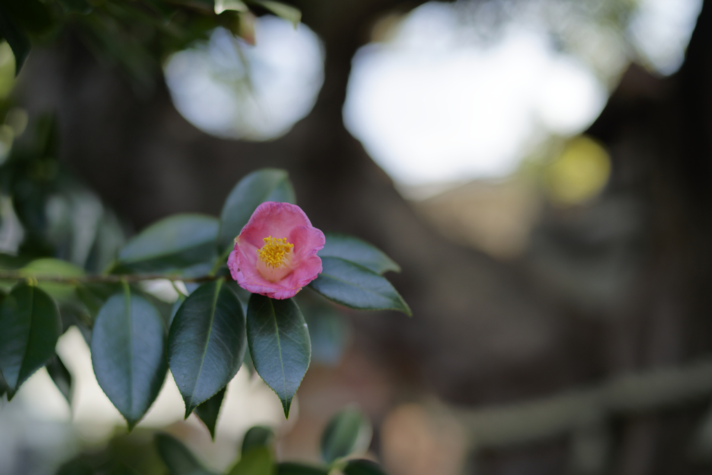 _A7C3883_DxO