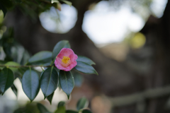 _A7C3883_DxO