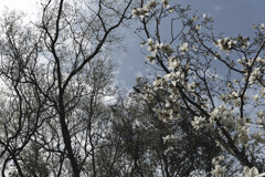 桜にはまだ早かった
