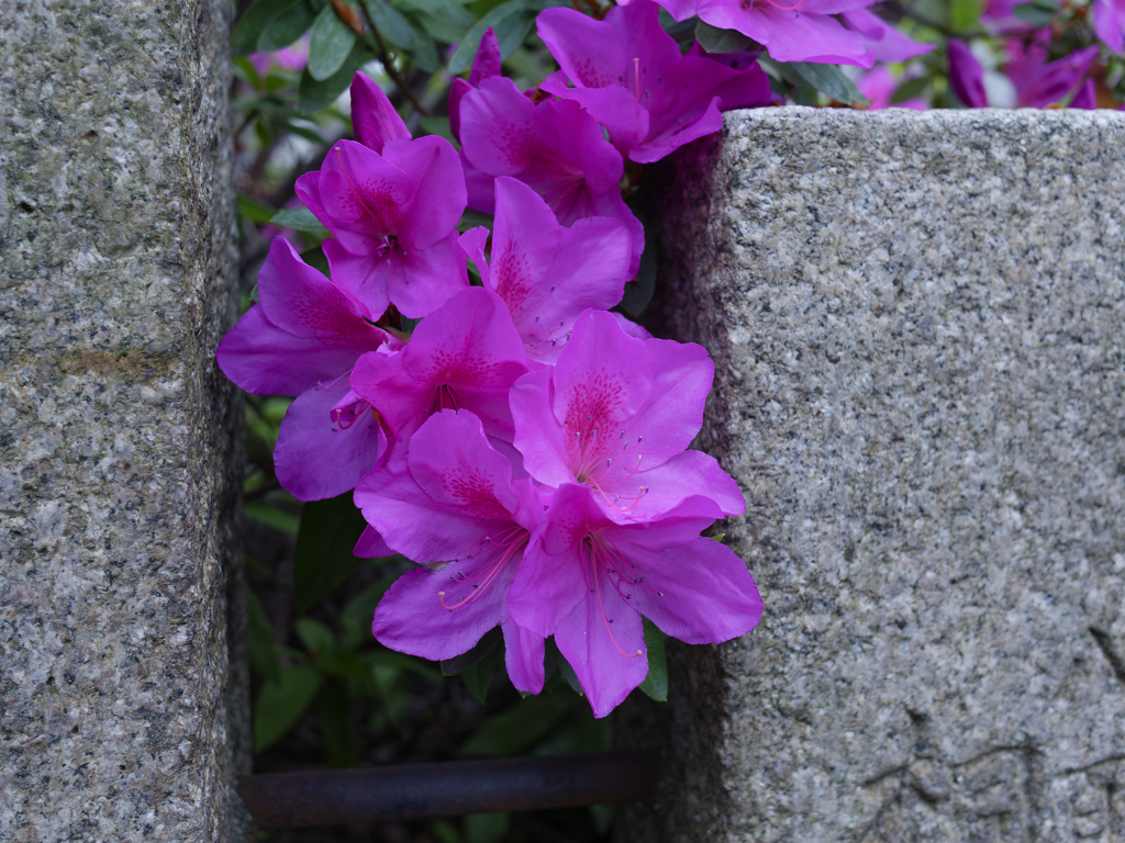 _G9P4818_DxO