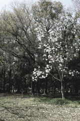 桜にはまだ早かった