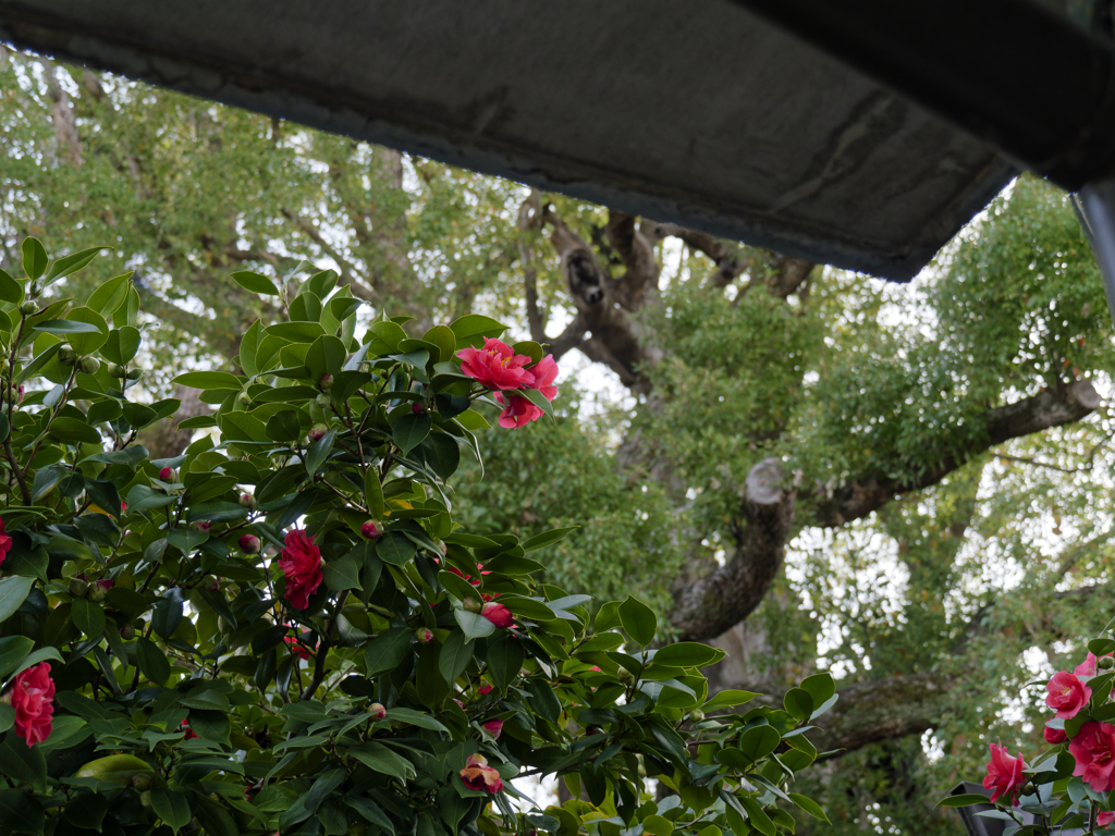 _1090367_DxO