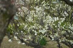 DSC08237