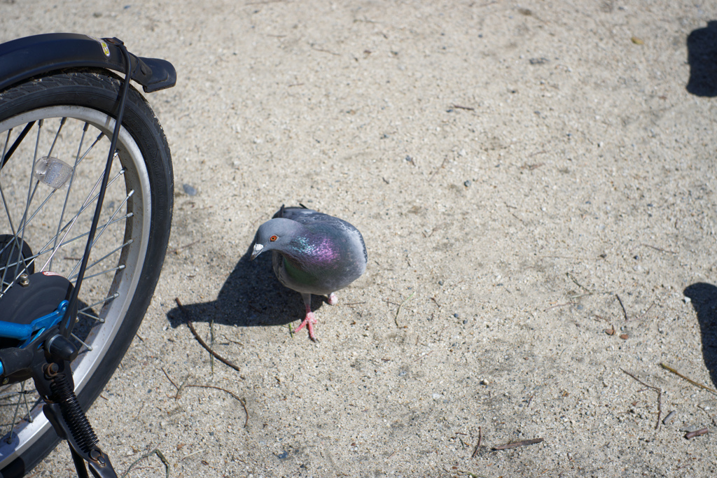 DSC01720_DxO