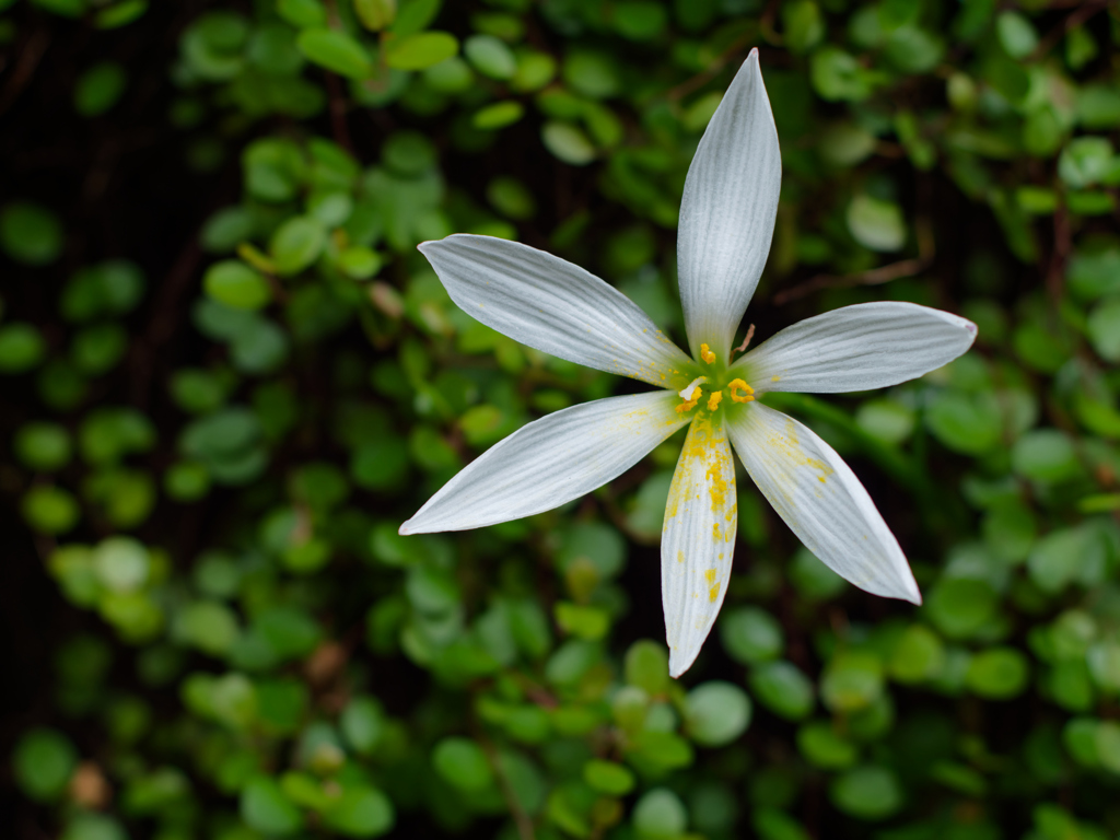 EF50mm F1.4 （換算100mm F7.0） F3.5での比較