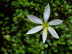 EF50mm F1.4 （換算100mm F7.0） F3.5での比較