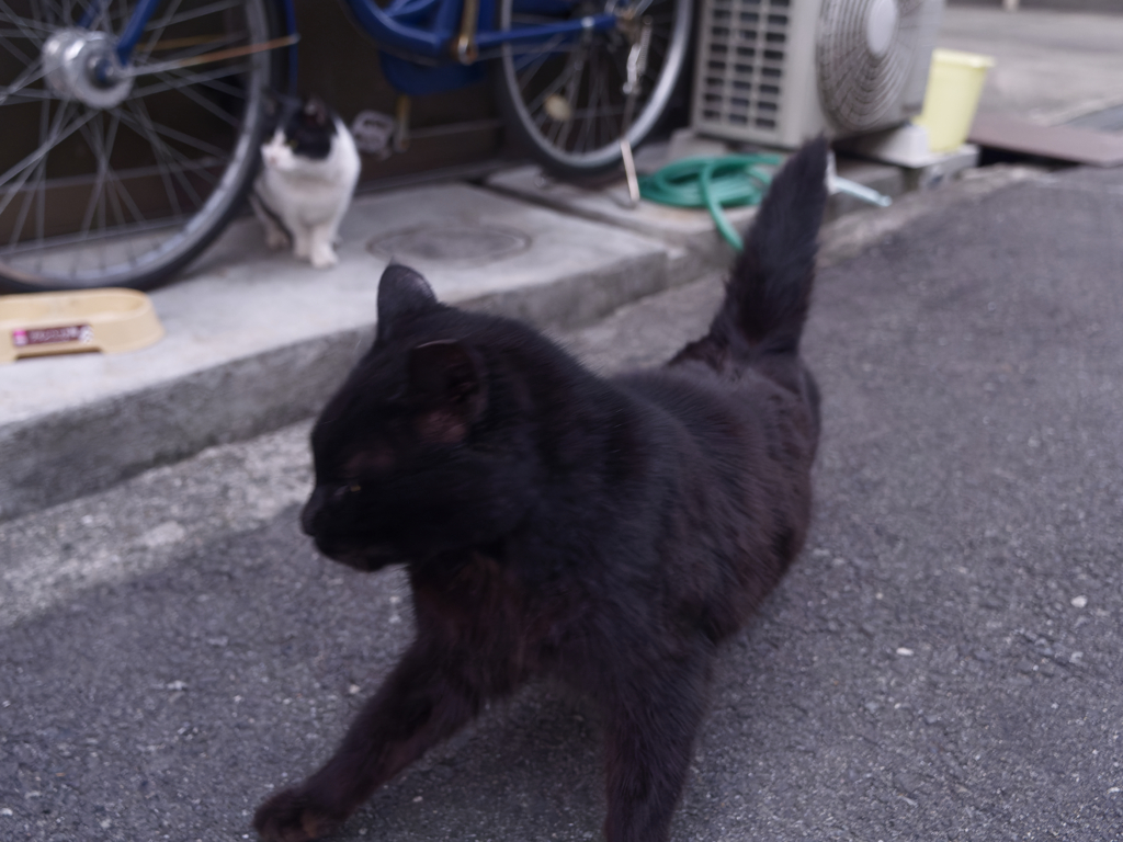猫は半分正義