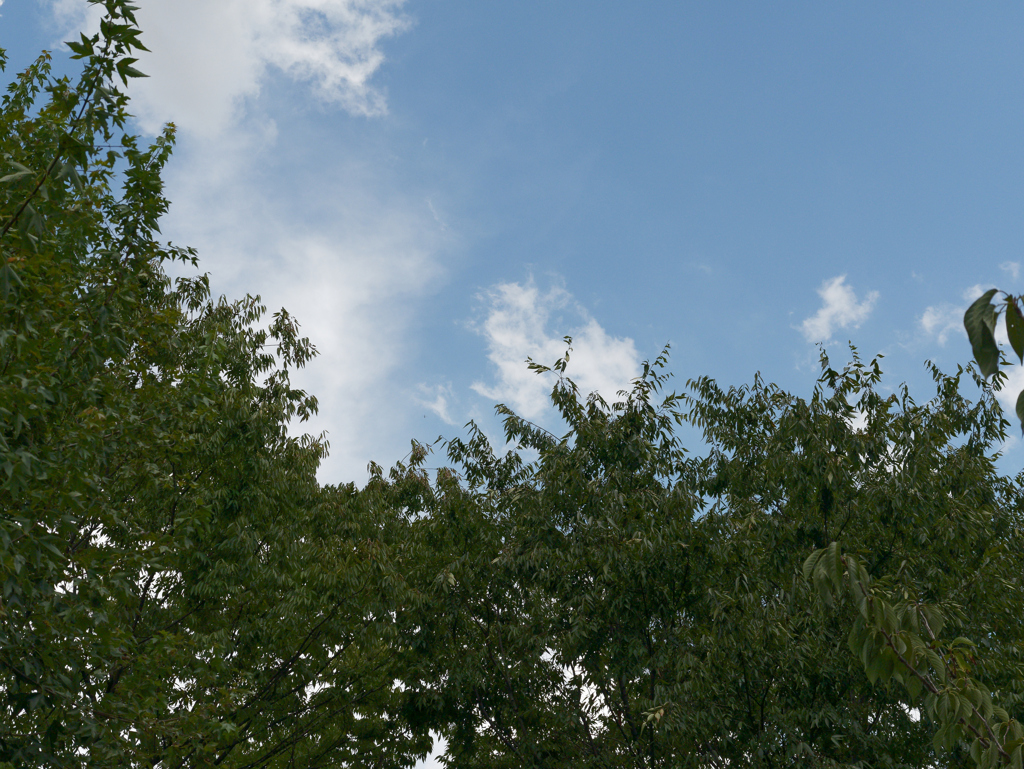 _1010596_DxO