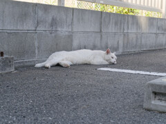 _1050538_DxO