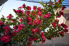 DSC04534_1