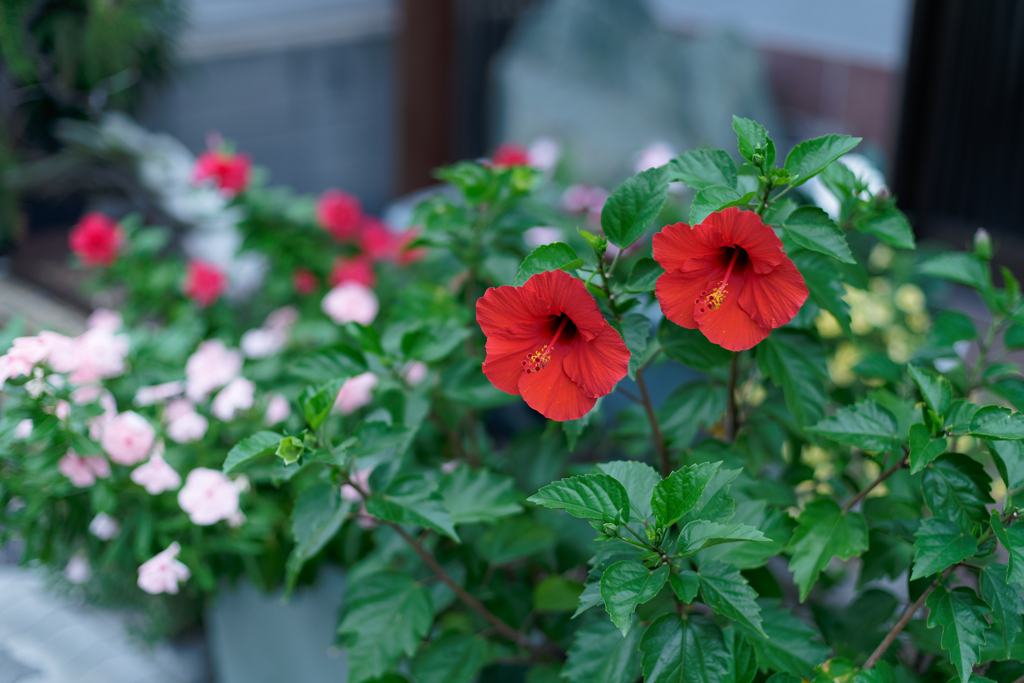 花