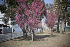 _7R32192_DxO