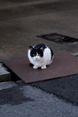 鉄板猫
