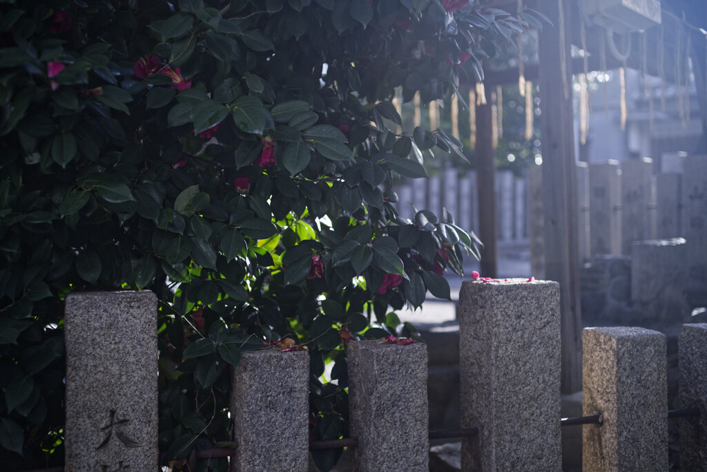 _7R32464_DxO