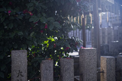 _7R32464_DxO