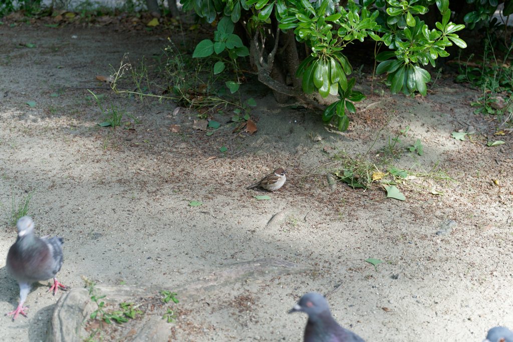 鳩と雀