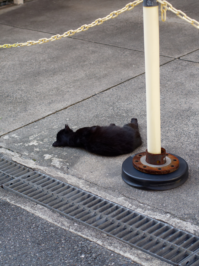 今日の猫